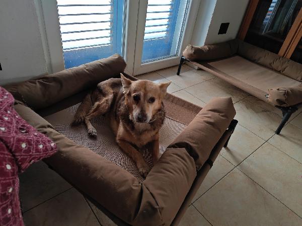 Gelbie tenera nonnina cerca casa  Foto 5